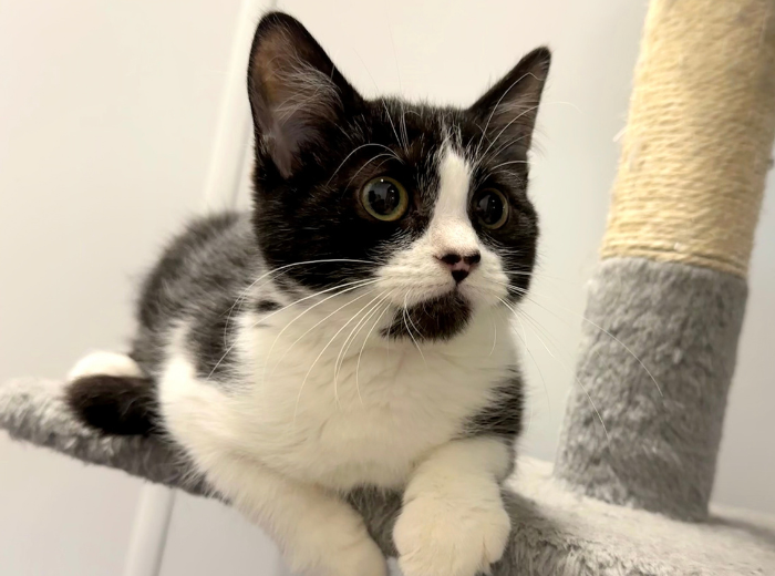 cat