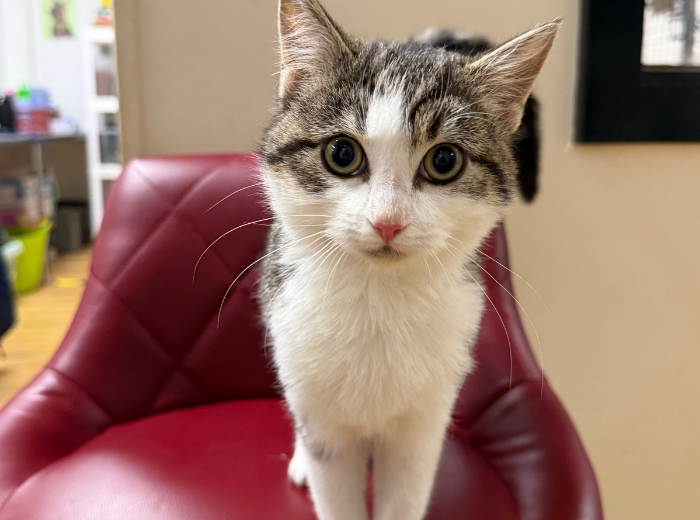 cat
