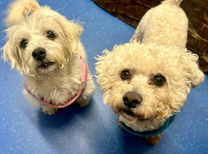 Bella & Milo, a 5 years old female Bichon Frise X available for adoption from USPCA in Northern Ireland