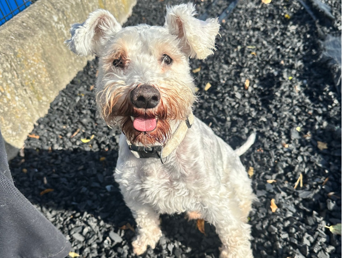Arthur, a 7 years old male Schnauzer available for adoption from USPCA in Northern Ireland