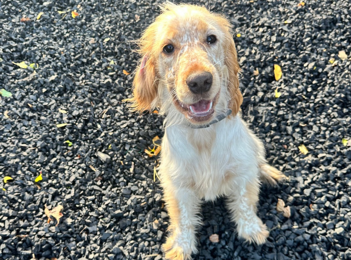 Penny, a 6 months old female Cocker Spaniel available for adoption from USPCA in Northern Ireland