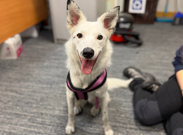 Sable, a 1 year old female Collie available for adoption from USPCA in Northern Ireland