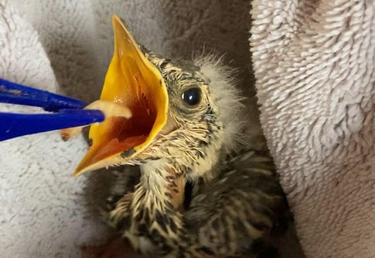 Baby bird being fed a worm