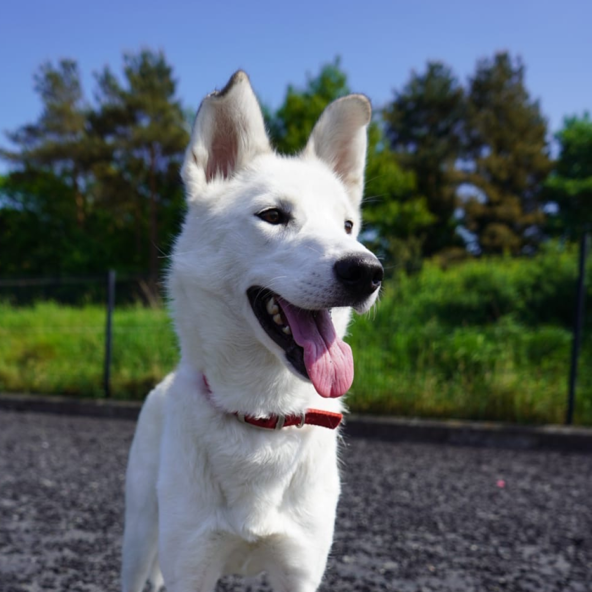 Happy dog outside in the sun