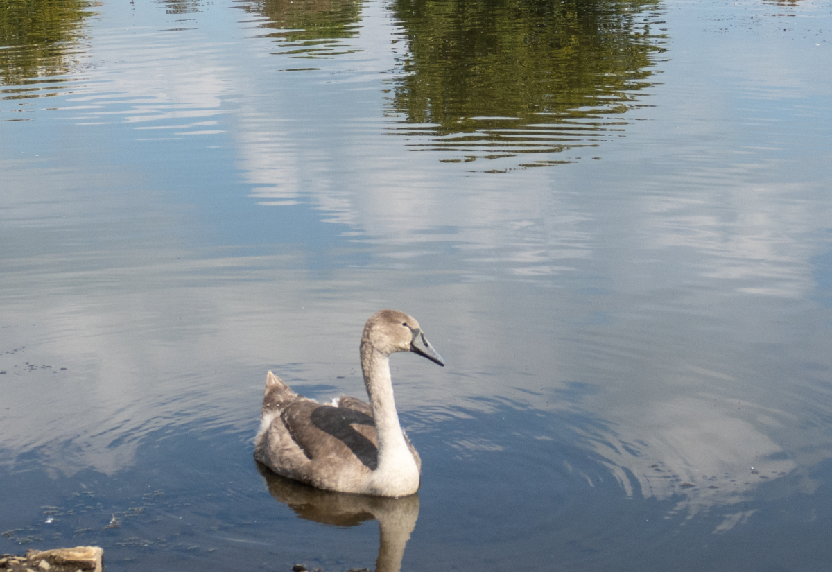 Cygnet in a lake
