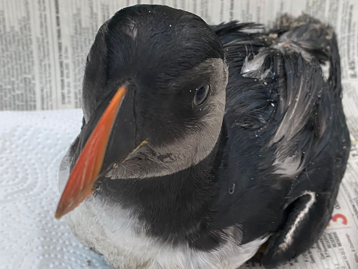 a puffin bird
