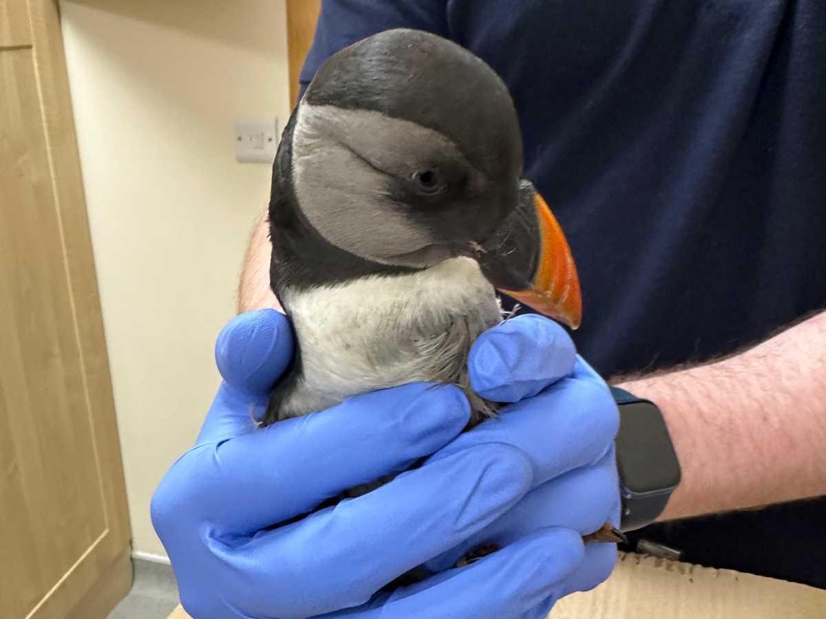 A puffin being held