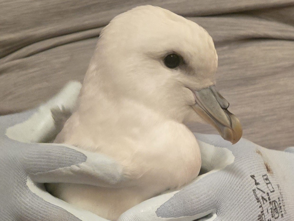 A fulmar bird being held