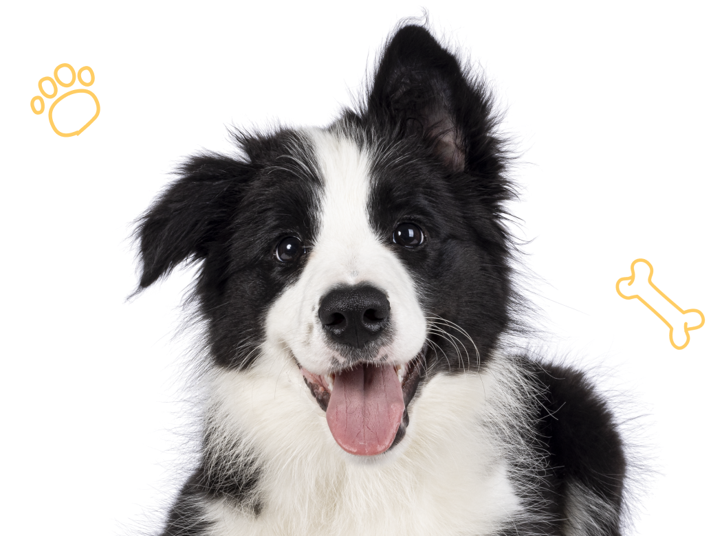 Cutout of a happy dog