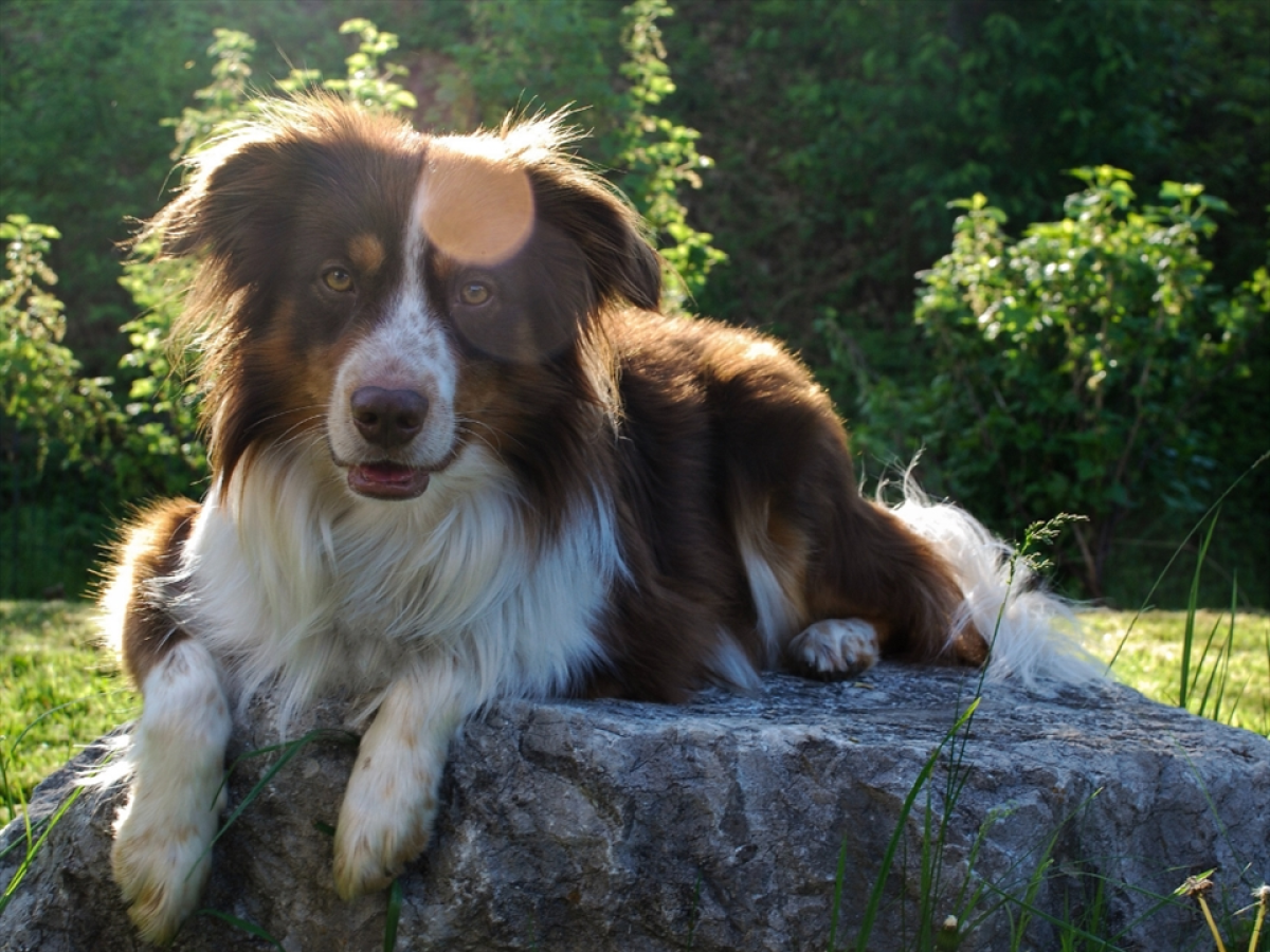 dog lying on a rock in a sunny field