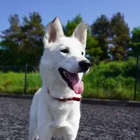 Happy dog outside in the sun