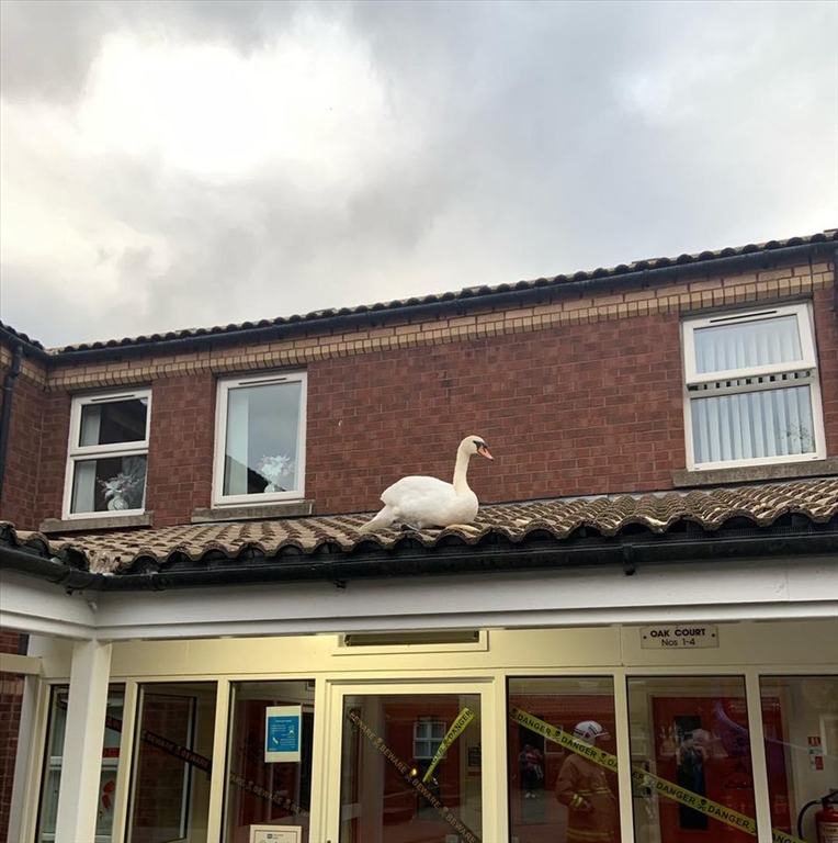 Swan Rescued From Rooftop