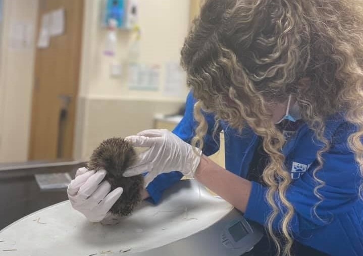 Hedgehog Rescued and Spending Hibernation at the USPCA