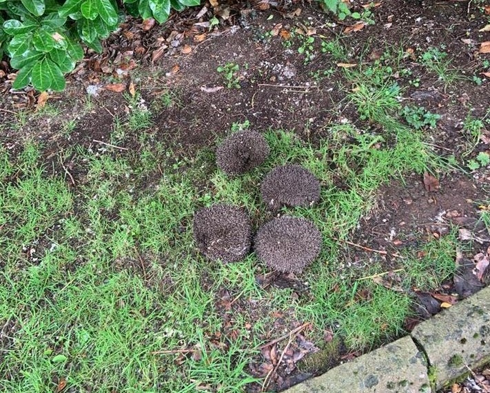 Hedgehogs Rescued From Cattle Grid