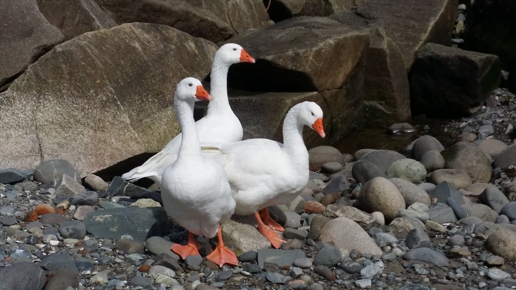 Geese Rescued in Newcastle 