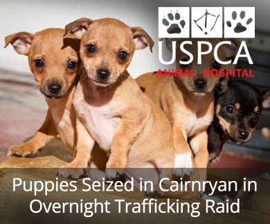 Puppies Seized in Cairnryan Overnight