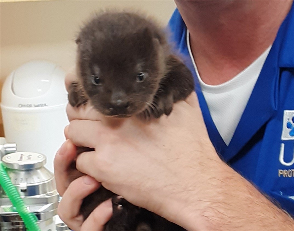 Baby Otter Rescued 