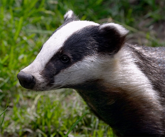 Slaughter of Badgers in England