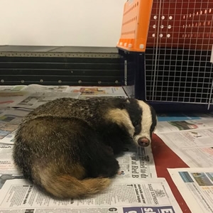 Badger Rescued at Portaferry