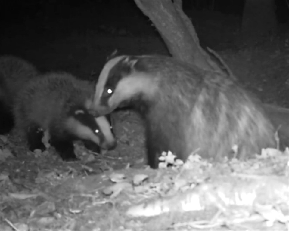 Badger Cubs Protected Under Operation Brockwatch