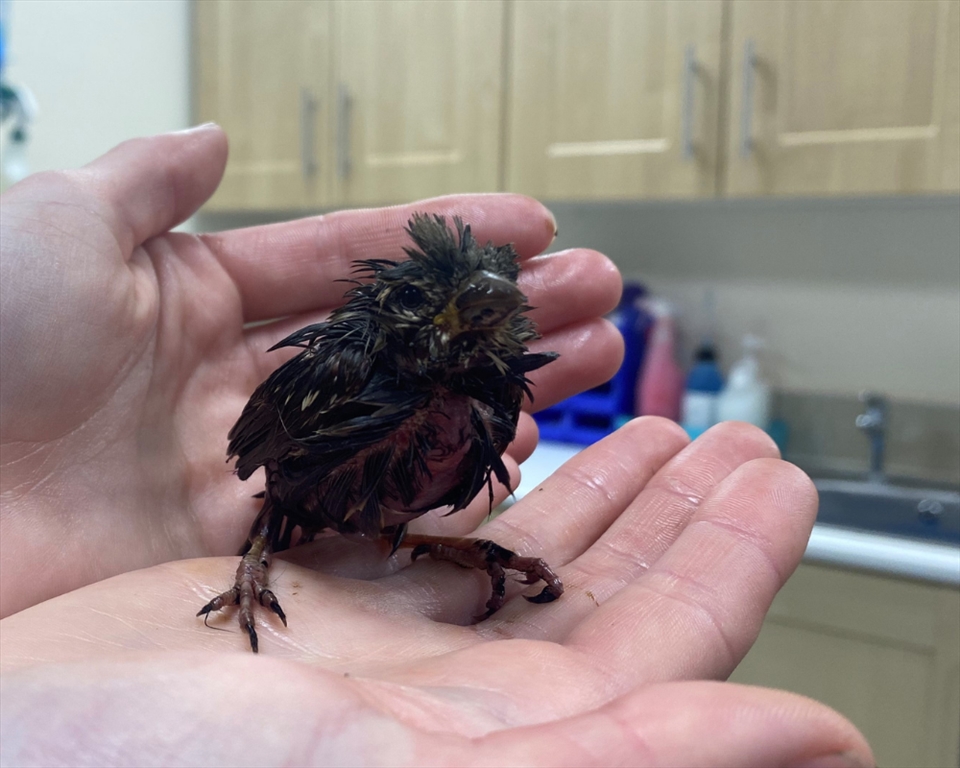 Bird Rescued from Tarring Incident