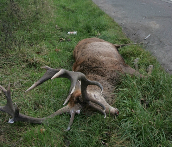 Stag Killed on A1 after Hunt