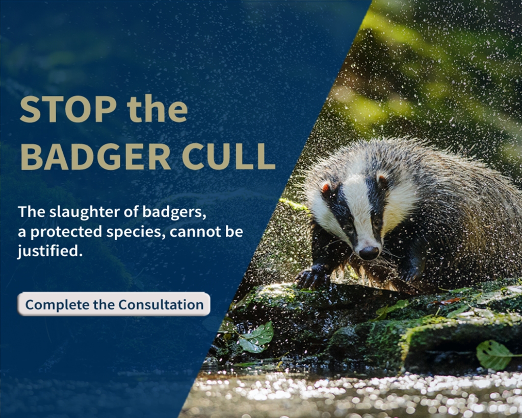 Charities consider proposed badger cull completely unacceptable