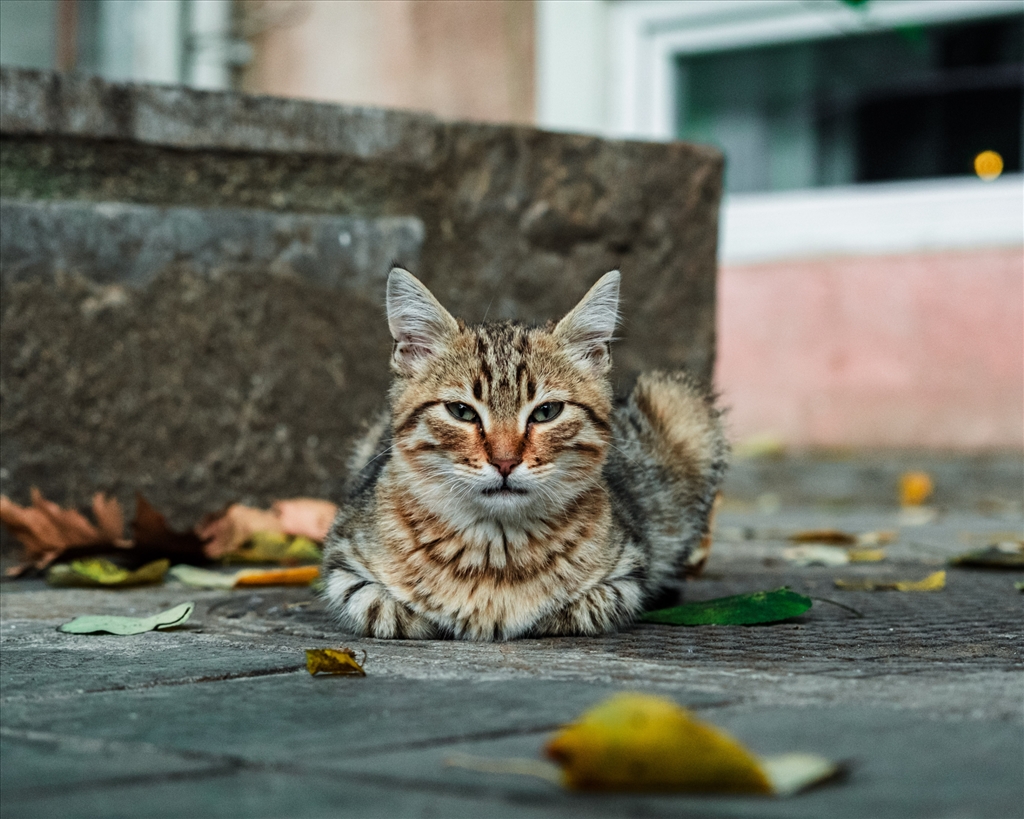 USPCA offer £500 reward for information on recent cat attacks in Carrickfergus