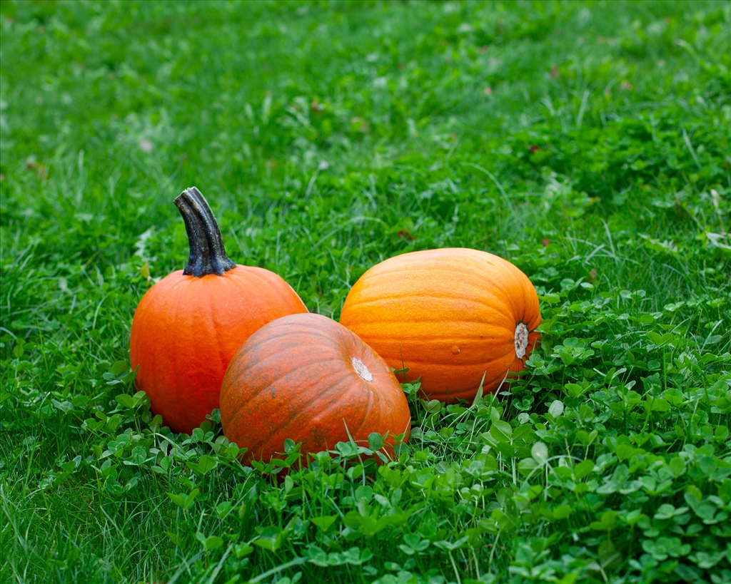 No Dumpin' the Pumpkin - Look after your local wildlife this Halloween