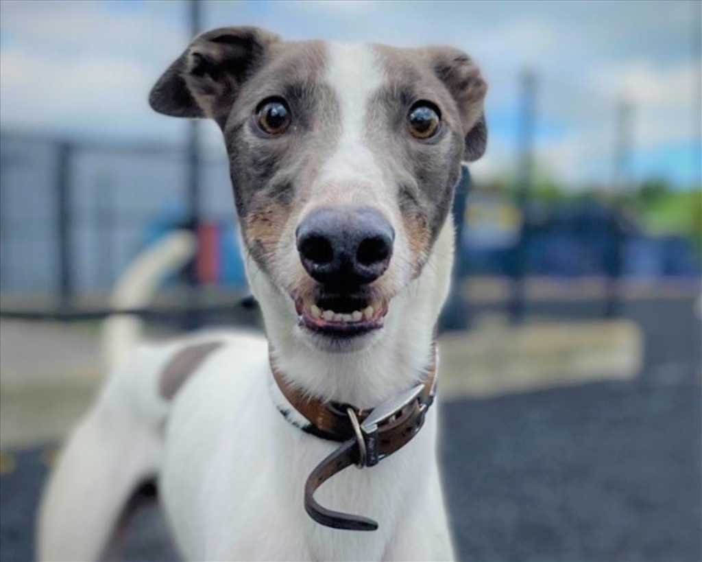 USPCA Welcomes Greyhound Racing Ban in New Zealand; Calls on Northern Ireland Executive to Follow Suit