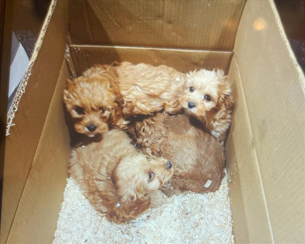 Pet Trade Taskforce urges public to help stop the illegal puppy trade