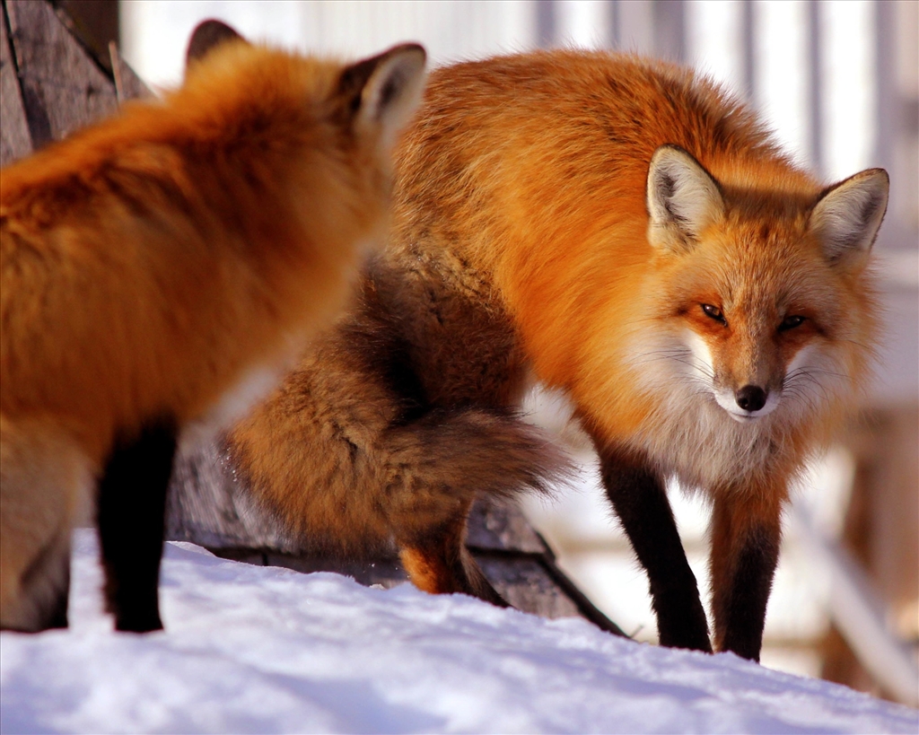 Bring the annual Boxing Day hunts to an end.