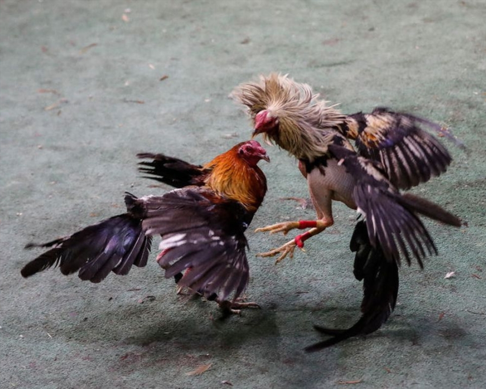 USPCA welcome Gardai’s swift response to illegal cockfighting incident.