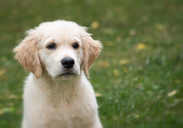 The Importance of Getting your Puppy Groomed
