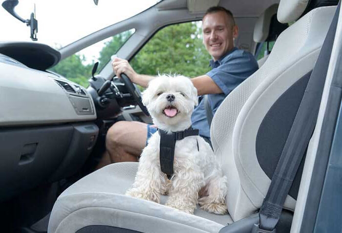 Is your Dog Safe when Travelling by Car?