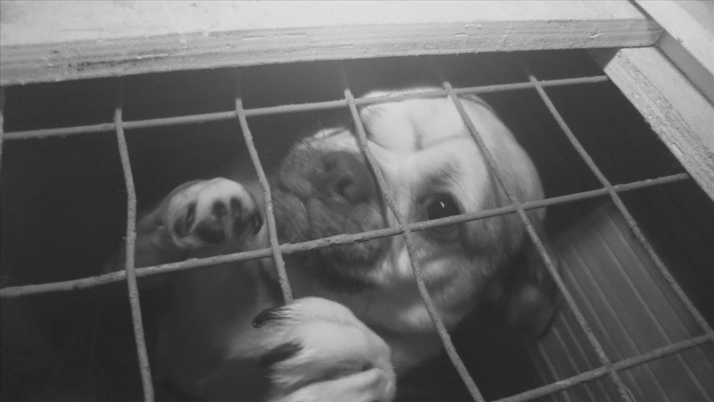 dog-in-cage-in-box