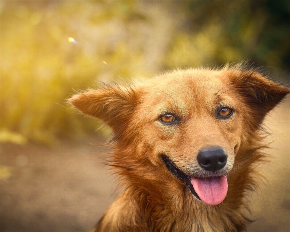 Keep your Pet Safe During Soaring Temperatures 