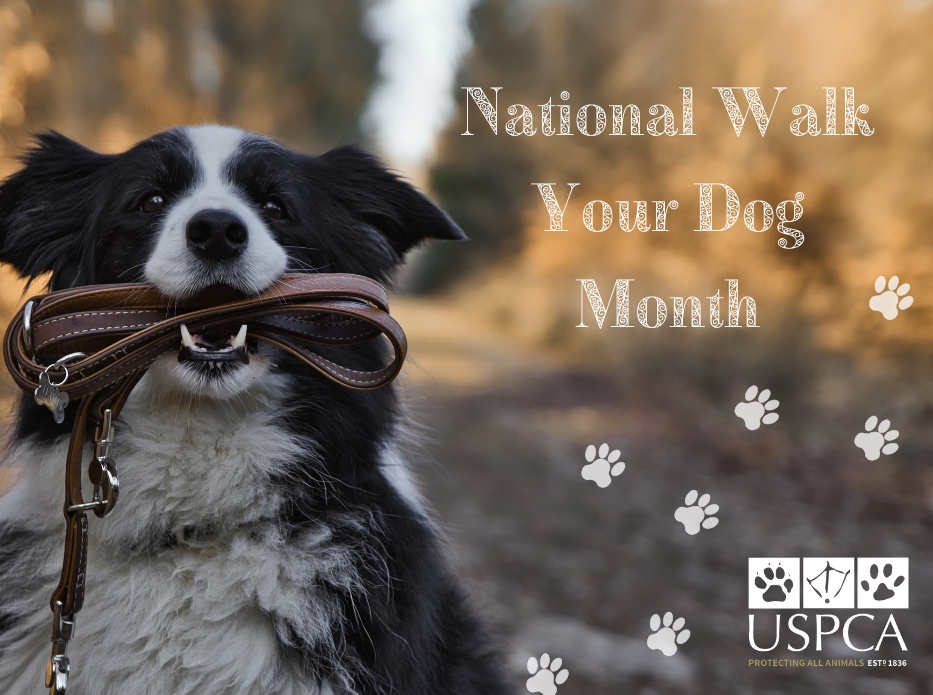 Fully Embracing National Walk Your Dog Month