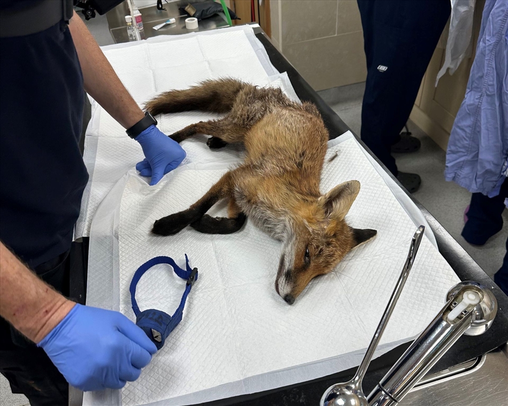 Wounded Fox From Lambeg Area