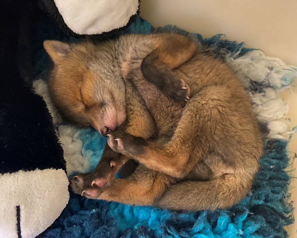 Fox Cub Rehabilitation