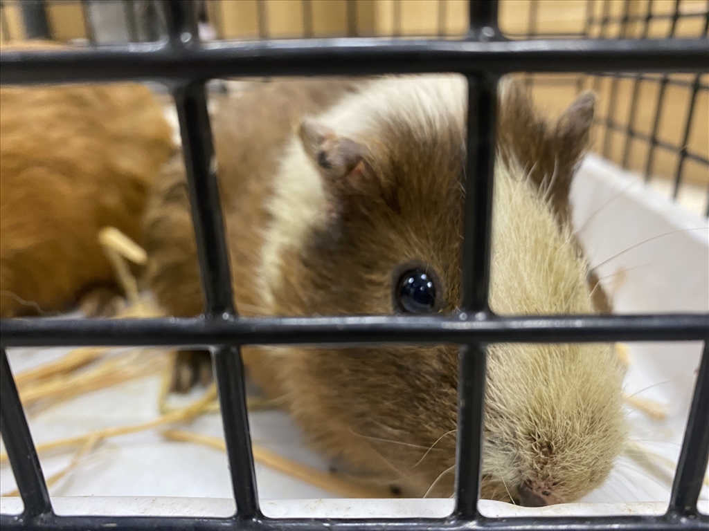 Guinea Pigs Left to Die in a Ditch at Co. Down Roadside