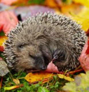 Pupils to the Rescue as Harry the Hedgehog is Saved!