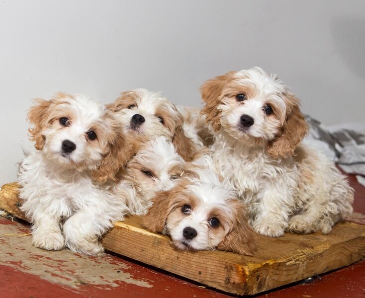 On-Line Sales of Pups