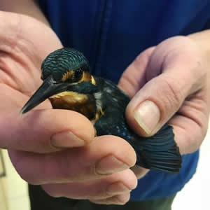 Kingfisher Rescued 