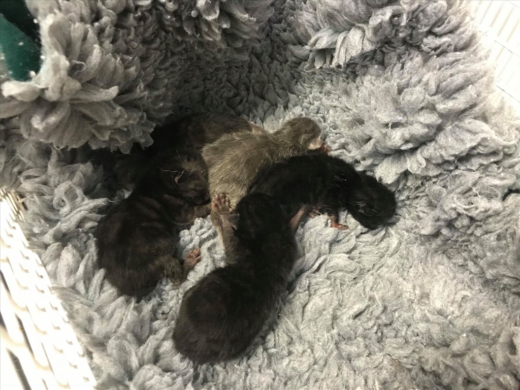 kittens-at-uspca-sept-2019