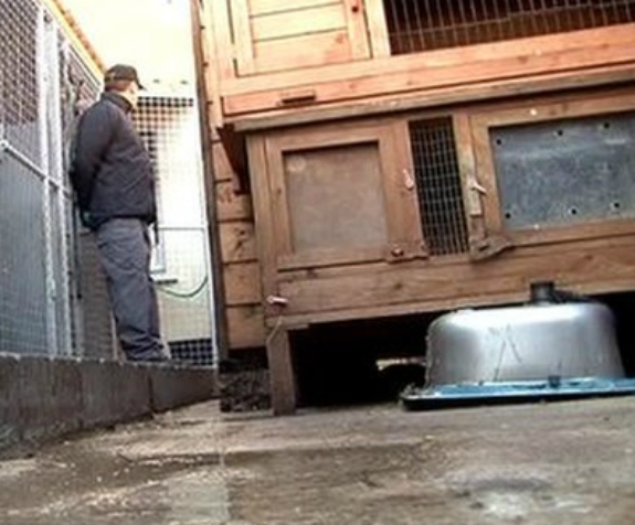 Belfast Family Members Admit to Animal Cruelty Offences