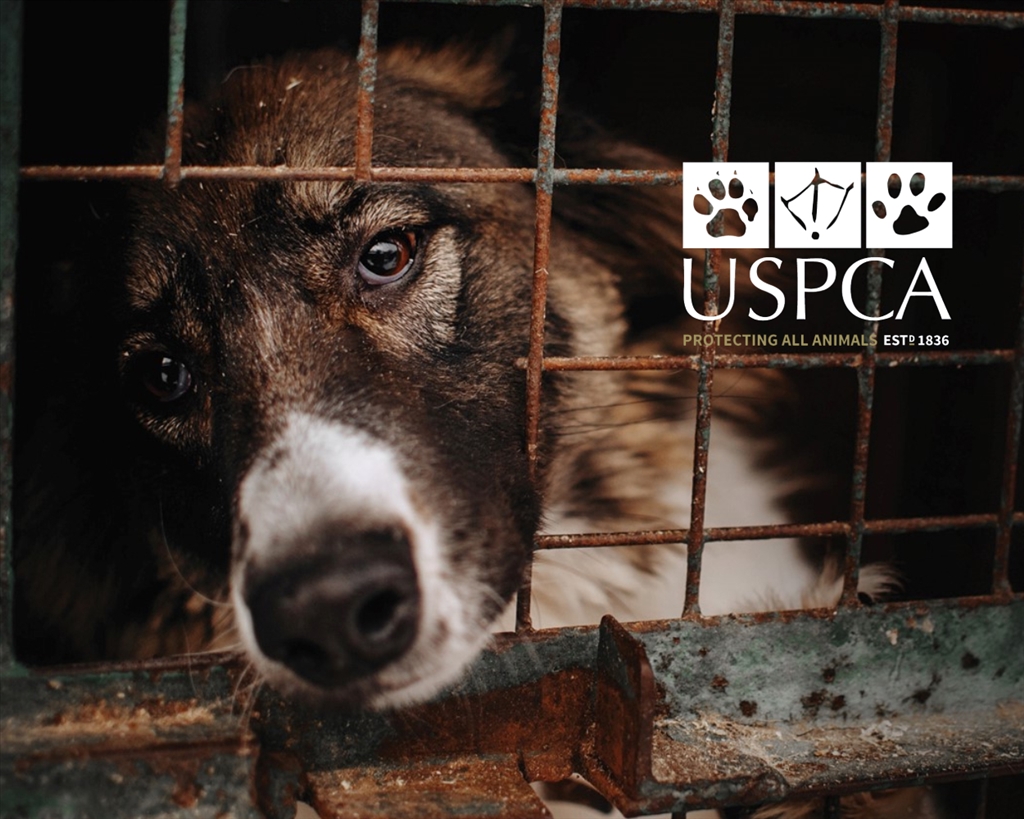 USPCA Welcomes Council’s Resolutions to Strengthen Animal Welfare Protections in Northern Ireland