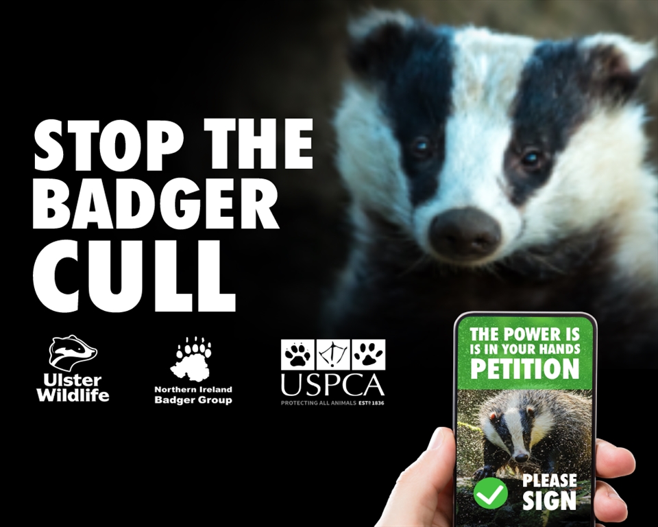 Public Urged to Sign Petition to Stop Badger Cull