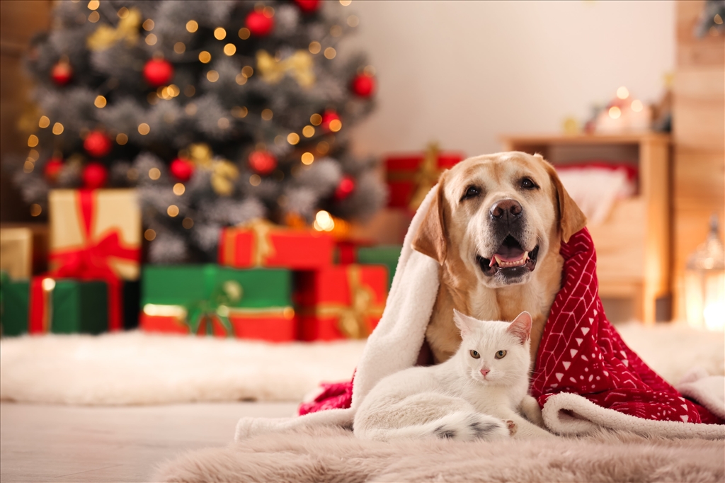 Keeping Your Pet Safe at Christmas