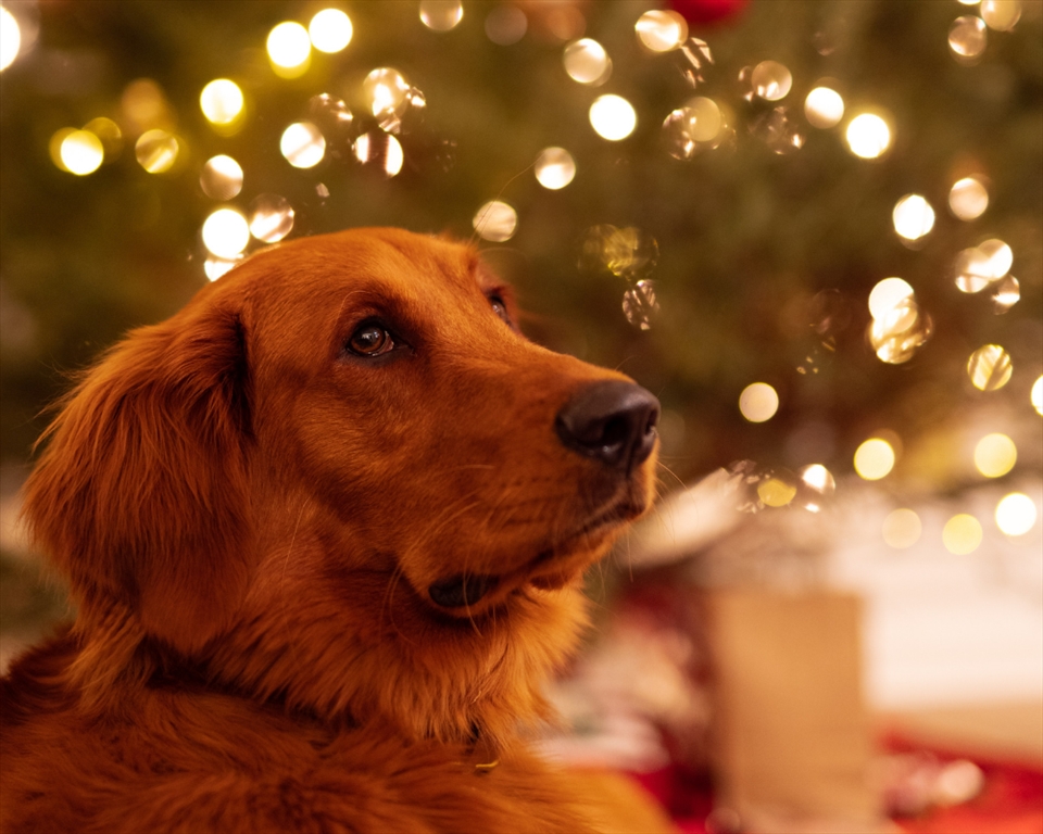 Pets Do Not Belong Under the Christmas Tree